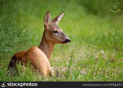Roe deer in forest, Capreolus capreolus. Wild roe deer in nature.