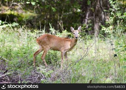 Roe deer in the forest . Roe deer in the forest of a tyrolean mountain in austria