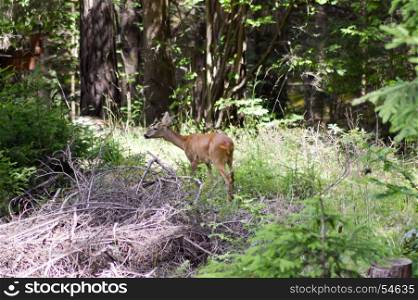 Roe deer in the forest . Roe deer in the forest of a tyrolean mountain in austria