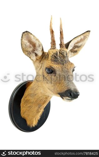 Roe deer trophy on a wooden plate