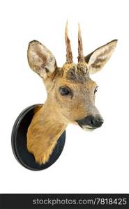 Roe deer trophy on a wooden plate