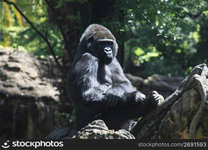 Roland gorilla