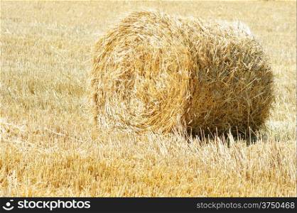 Rolled straw after harvesting - wheat field