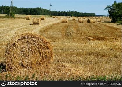 Rolled straw after harvesting - wheat field