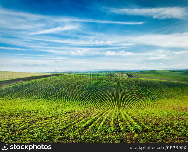 Rolling fields of Moravia, Czech Republic. Rolling fields of Moravia