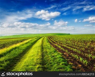 Rolling fields of Moravia, Czech Republic. Rolling fields of Moravia