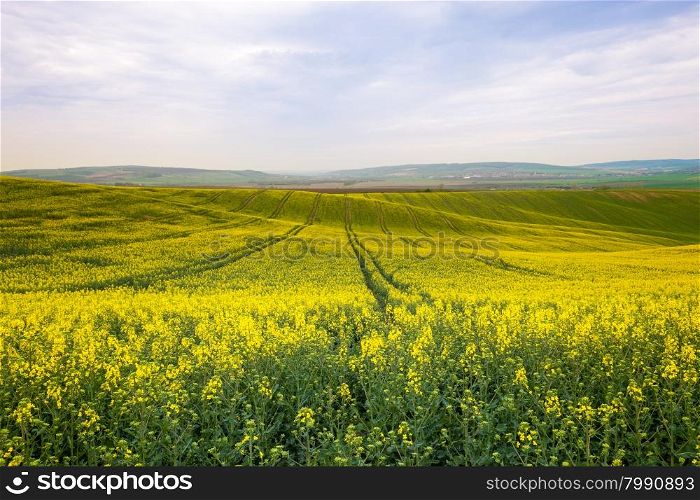 Rolling hills and yellow fields