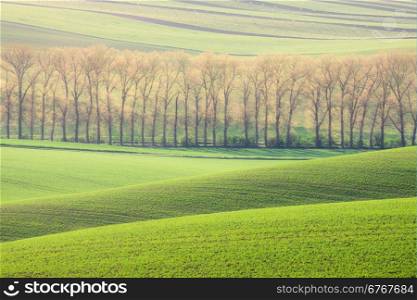 Rolling hills, trees and green grass fields