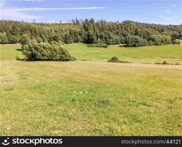 Rolling landscape with meadows and pine trees.