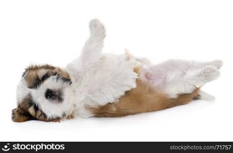 rolling puppy shitzu in front of white background