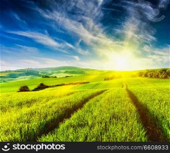 Rolling summer landscape with green grass field on sunset. Rolling summer landscape