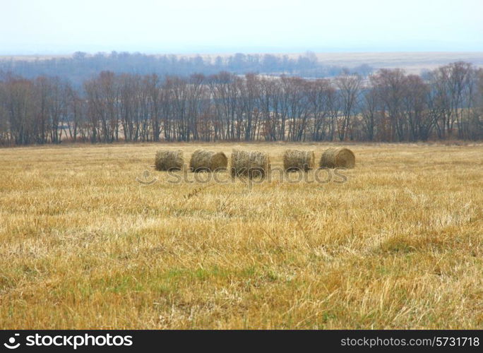 Rolls of fresh hay in the field against the blue sky and trees.