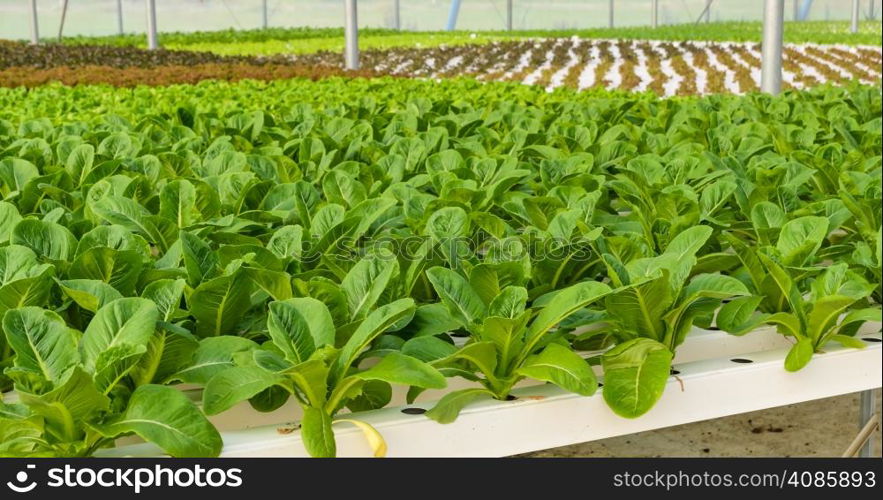 Romaine lettuce Hydroponic vegetables plantation