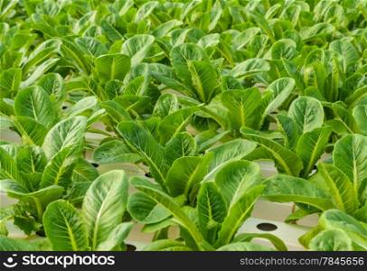 Romaine Lettuce plantation