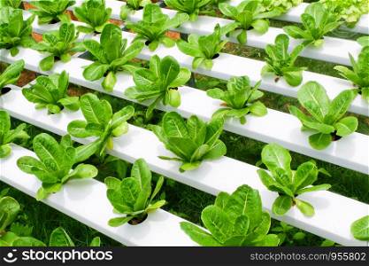 Romaine lettuce vegetable hydroponic system farm plants on water without soil agriculture for health food