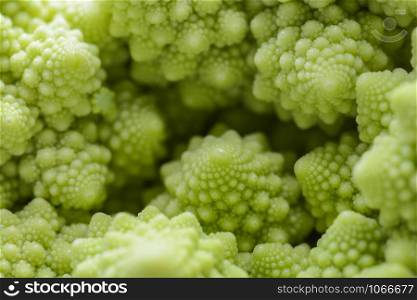 Roman cauliflower isolated on white background, it is an edible flower bud of the species Brassica oleracea. First documented in Italy, it is chartreuse in color.