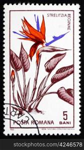 ROMANIA - CIRCA 1965: a stamp printed in the Romania shows Bird of Paradise Flower, Strelitzia, Crane Flower, circa 1965