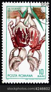 ROMANIA - CIRCA 1965: a stamp printed in the Romania shows Stanhopea, Stanhope Orchid, Plant, circa 1965