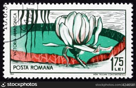 ROMANIA - CIRCA 1965: a stamp printed in the Romania shows Victoria Amazonica, Flowering Plant, circa 1965
