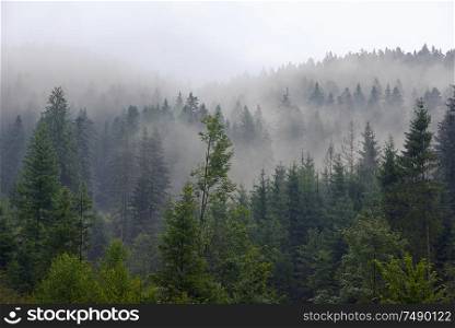Romania foggy forest on summer mountain