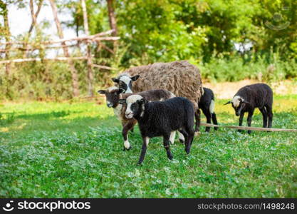 Romanov sheep on the green pastureRomanovskaya sheep and lambs on green pasture. Romanovskaya sheep and lambs