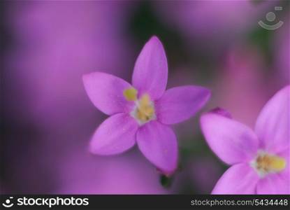 Romantic background with flowers close-up in purple tones