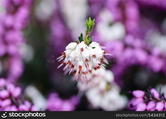 Romantic background with purple and white heather flowers