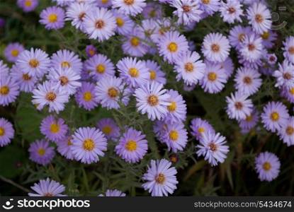 Romantic background with purple flowers