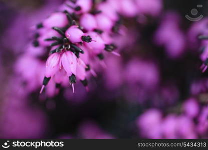 Romantic background with purple flowers. Bokeh with shallow DOF.