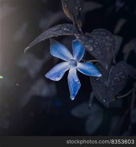 romantic blue flower in the garden in springtime, dark background