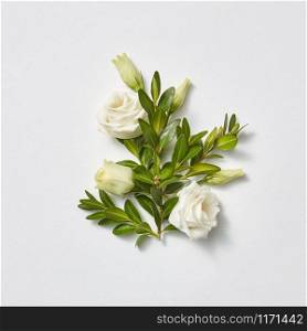 Romantic composition from boxwood evergreen branches with roses flowers on a light grey background with copy space. Flat lay. Valentine&rsquo;s Day greeting card.. Greeting card beautiful white roses with evergreen twigs.