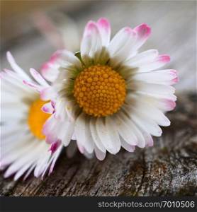 romantic daisy flower in the garden                                