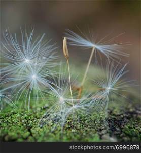 romantic dandelion flower seed in the nature