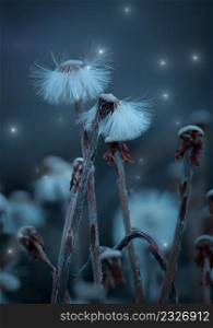 romantic dandelion flower seed in the nature in autumn season