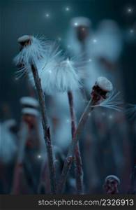 romantic dandelion flower seed in the nature in autumn season