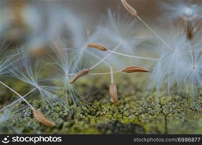 romantic dandelion seed in the nature