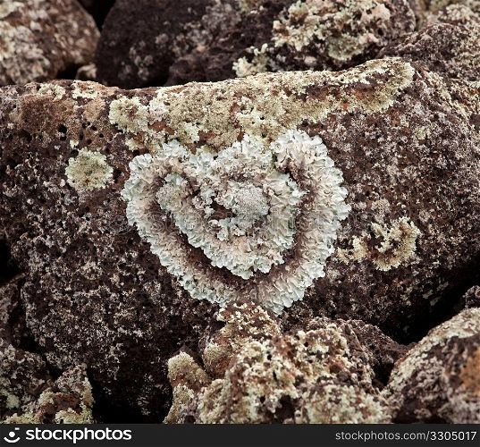 Romantic heart shaped lichen growing on a rock by a beach