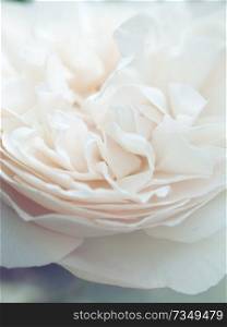 romantic macro shot of beautiful white  rose flower. floral blur background