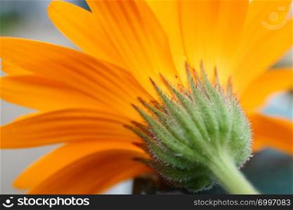 romantic orange flower in the garden