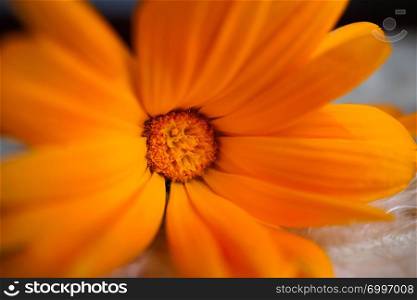 romantic orange flower plant in the garden