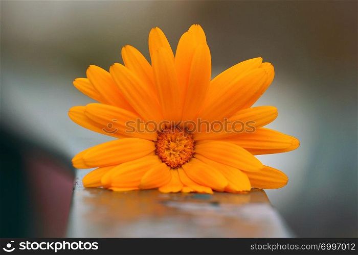 romantic orange flower plant in the nature