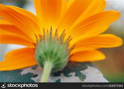 romantic orange flower plant in the nature