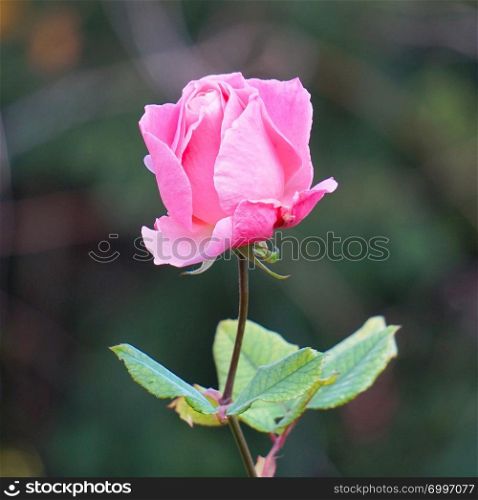romantic pink rose flower in the garden