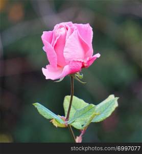 romantic pink rose flower in the garden