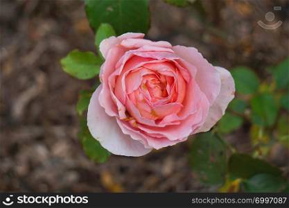 romantic pink rose flower plant in the garden