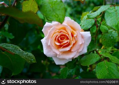 romantic pink rose flower plant in the garden in autumn