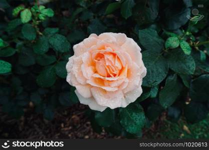 romantic pink rose flower plant in the garden in autumn