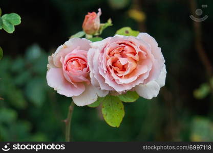 romantic pink roses flower in the garden