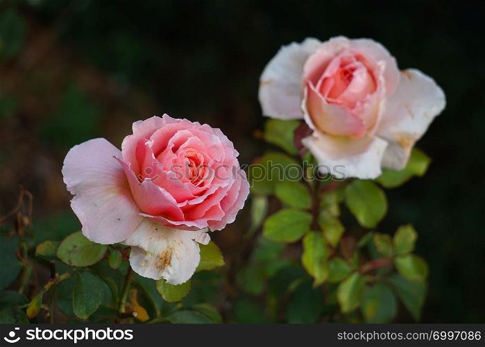 romantic pink roses flowers plant in the garden