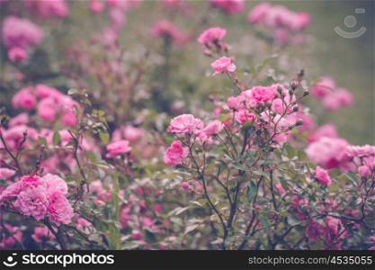 Romantic pink roses in a garden in the summer